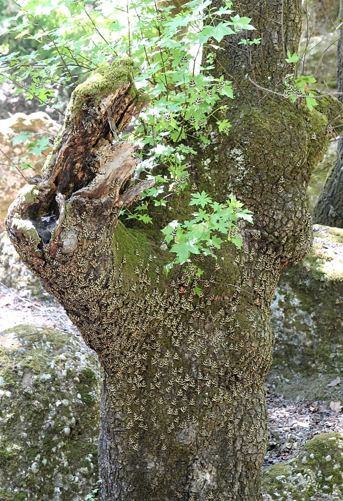 IMG_2225.JPG