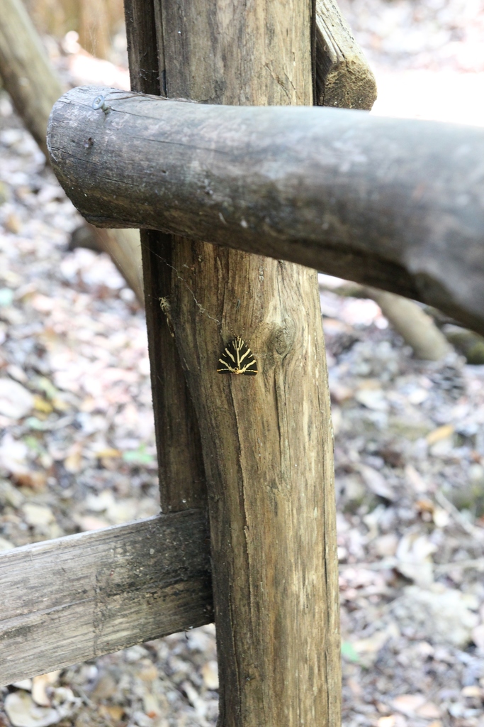 IMG_2226.JPG