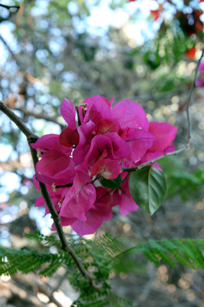 IMG_4247.JPG