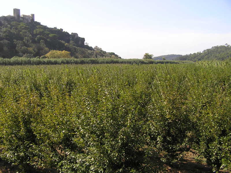 PA040195.JPG