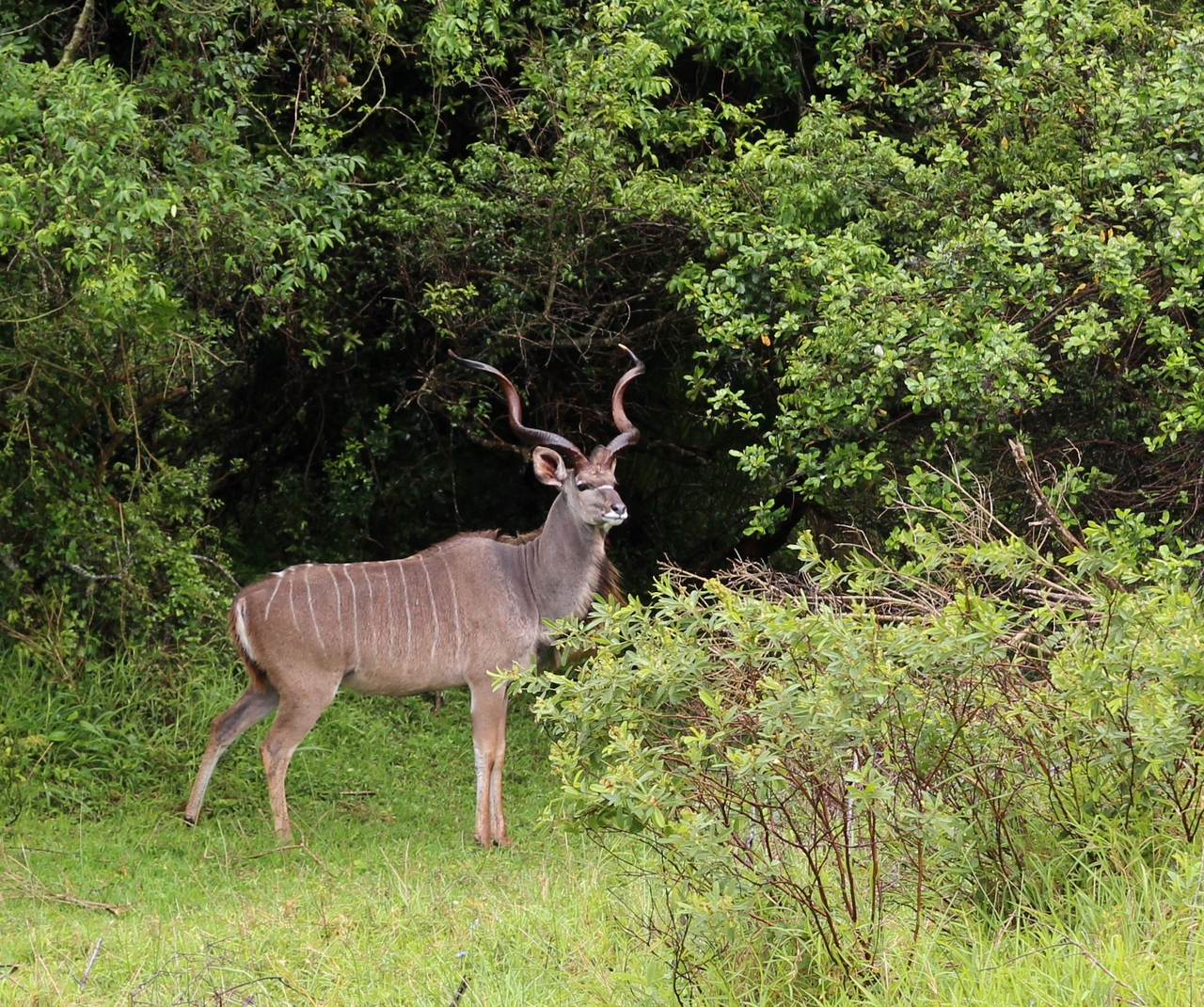 IMG_2970.JPG
