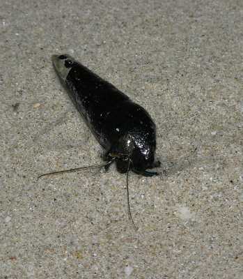 PB040268.JPG