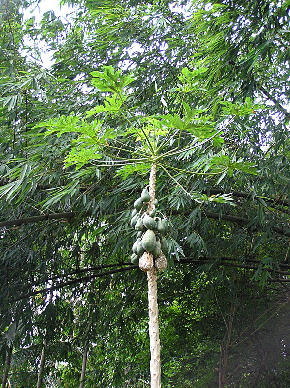 PA270081.JPG