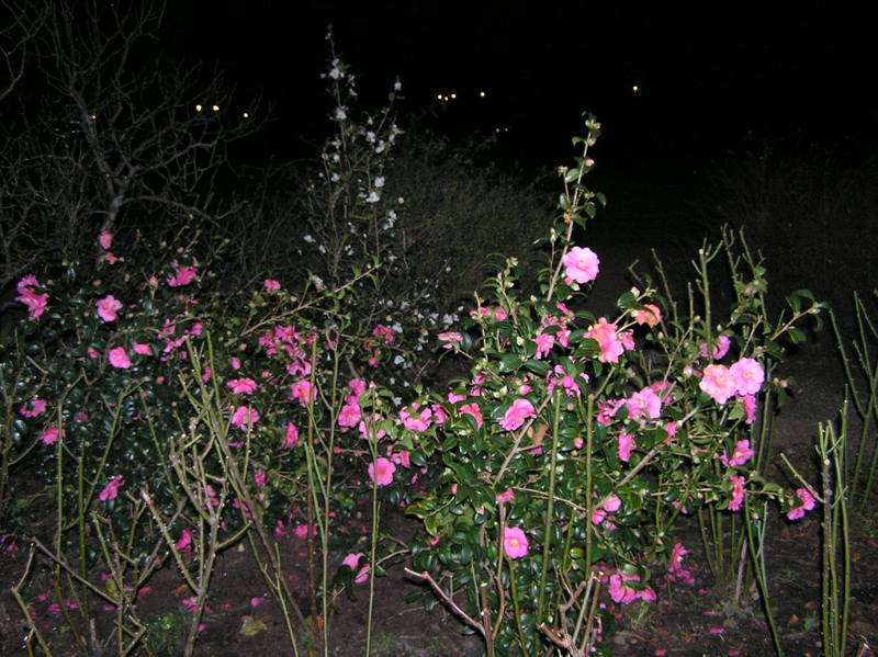 p2140046.jpg