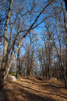 IMG_0125.jpg